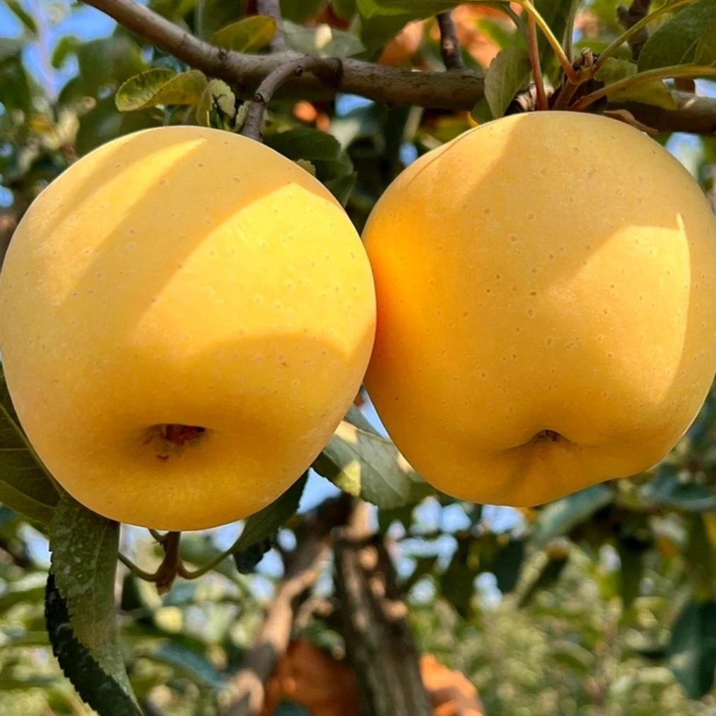 【5277专属】新鲜脆甜正宗山东烟台黄金奶油富士苹果10斤5斤可选