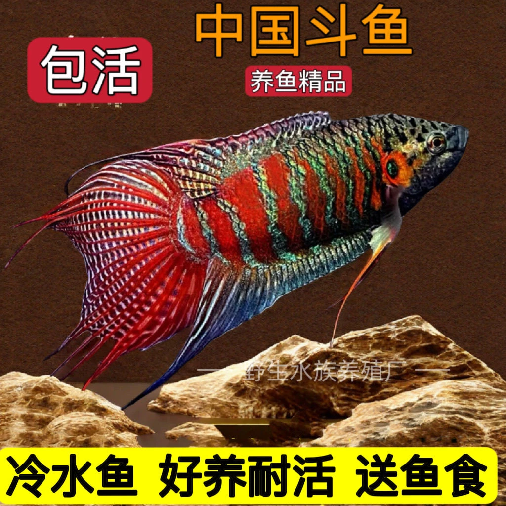 中国斗鱼巨普好养普叉观赏鱼好养耐冷水鱼淡水鱼苗热带耐养包活鱼