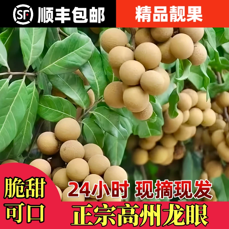 【储良龙眼】正宗广东茂名储良桂圆3/5/10斤新鲜批发顺丰冷链包邮
