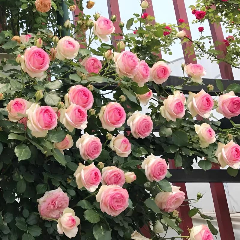 粉色龙沙宝石蔷薇花爬藤月季藤本大花四季开花卉盆栽庭院鲜花种植