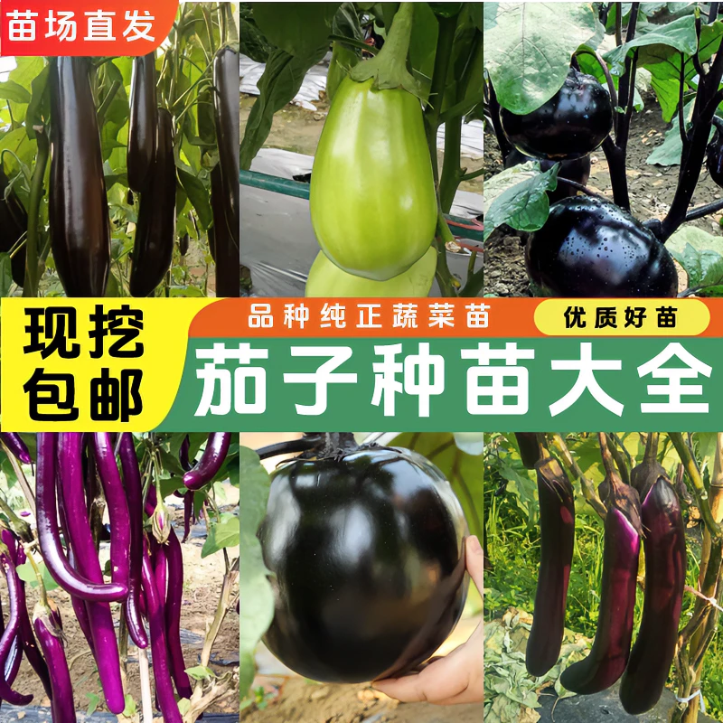 高产茄子苗抗病坐果强阳台盆栽优质臻选易成活苗场直发根系发达
