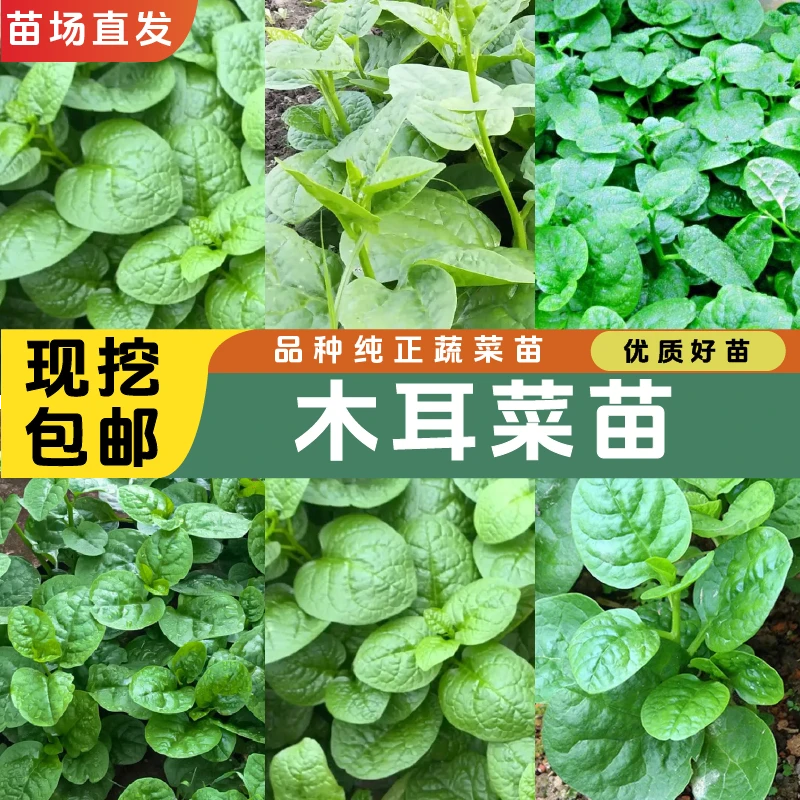 高产木耳菜苗木耳菜苗优质四季阳台盆栽易成活苗场直发