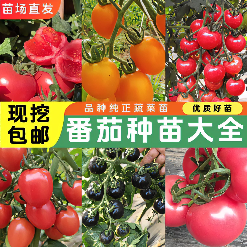 苗场直发普罗旺斯黑珍珠小番茄苗盆栽优质种苗秧苗易成活种植方法