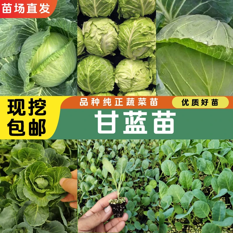 高产甘蓝苗甘蓝秧苗优质四季阳台盆栽易成活苗场直发