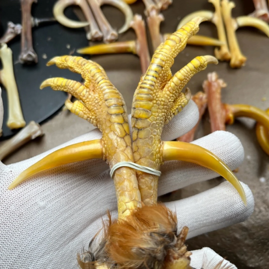 鸡爪骨一对，拍后3天内发货