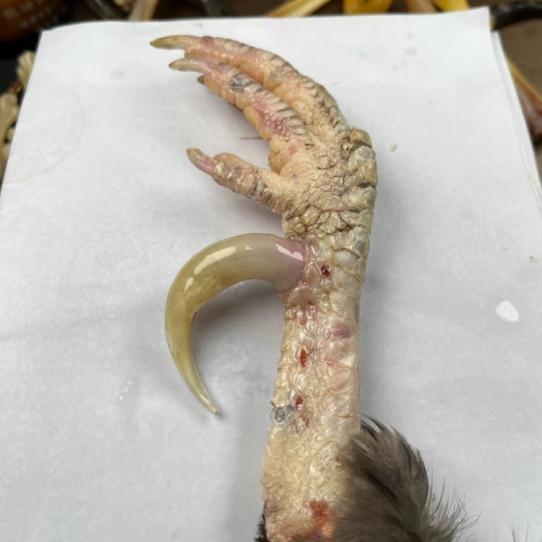 鸡爪骨单只，拍后3天内发货