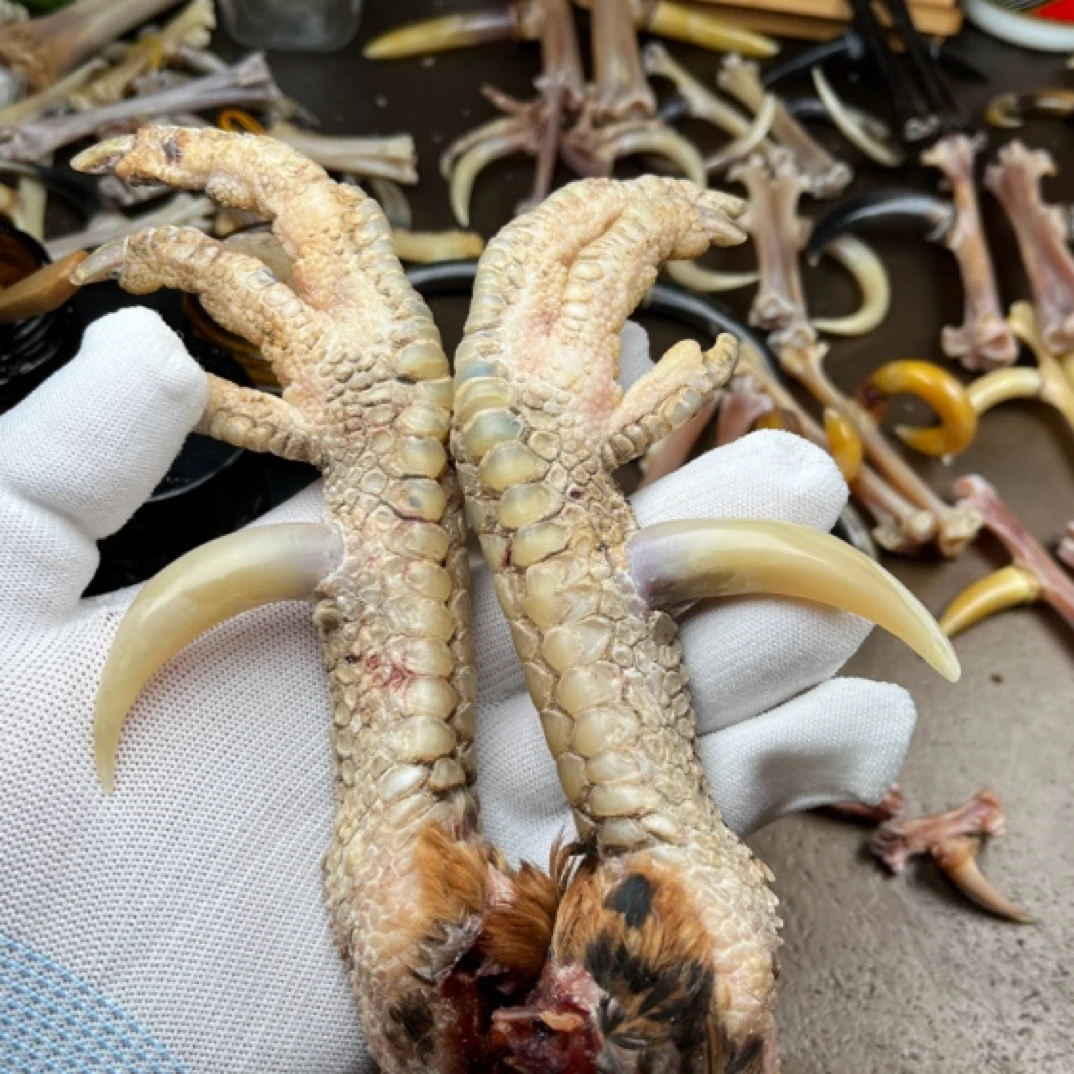 斗鸡蹬子一对，拍后2天发货