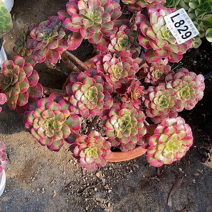 829丛林桩玉兔锦
