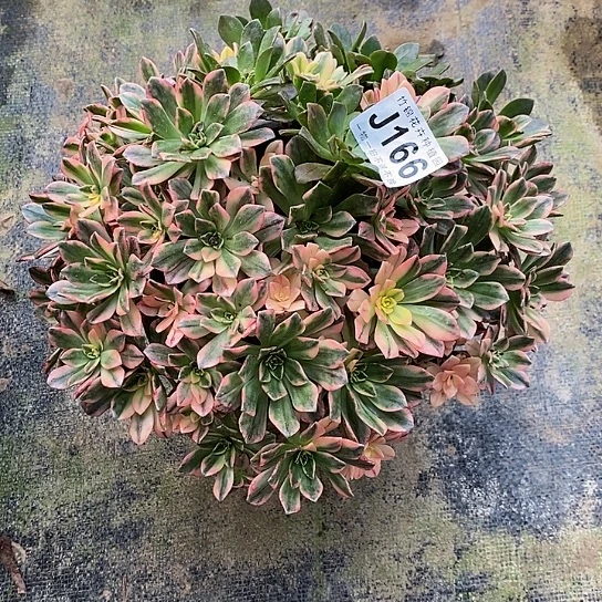 166甜茶锦法师锦