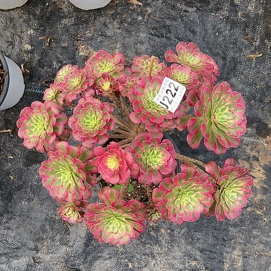 222丛林桩祝融锦