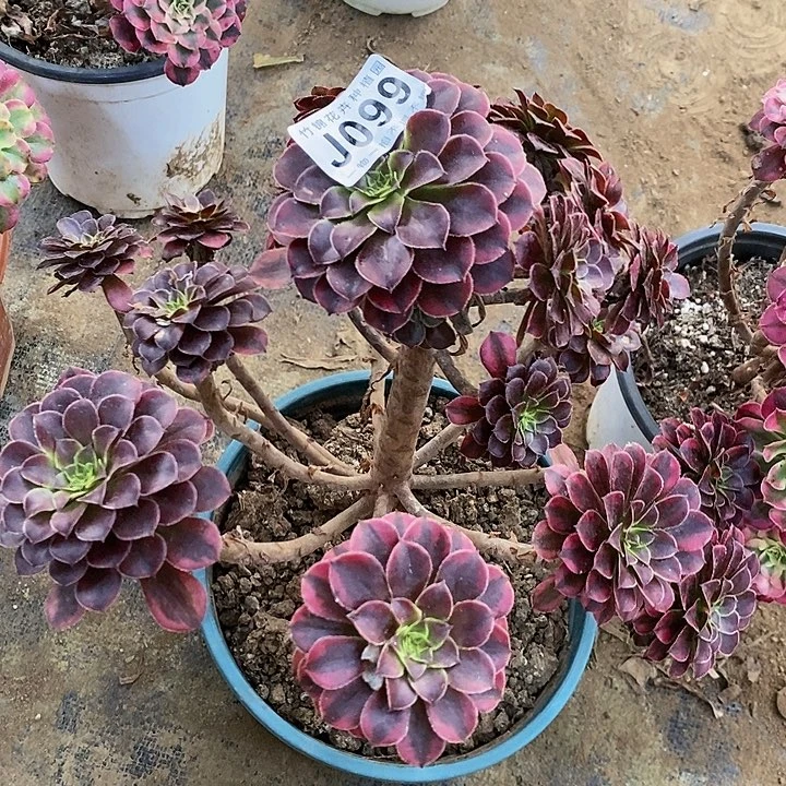 099一棵黑桐超白锦