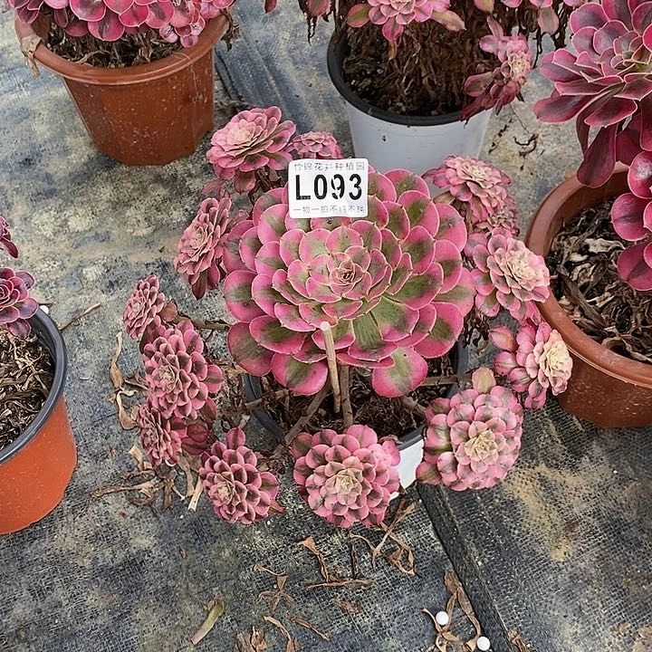 093红彤白主头一棵