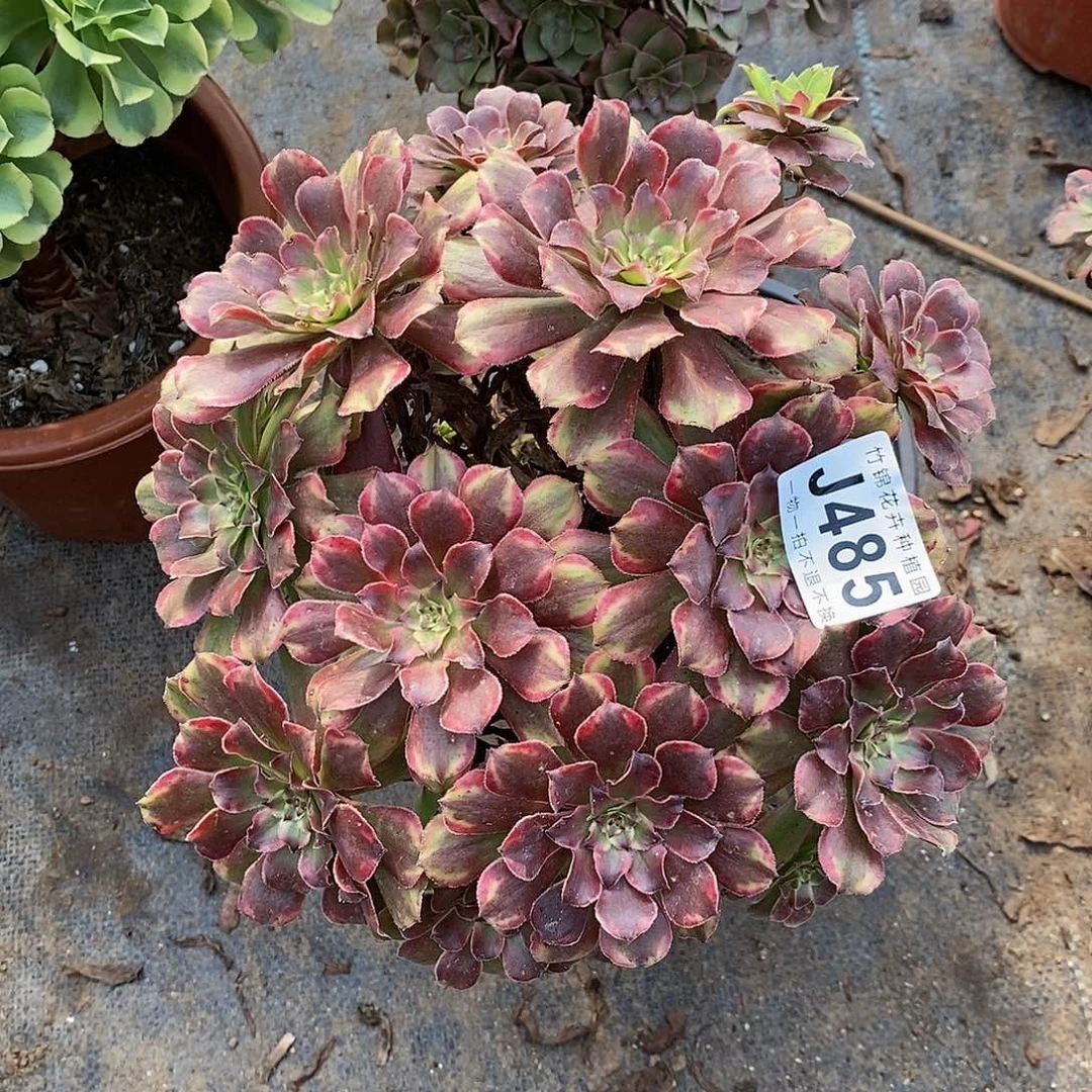 485丛林桩花脸粉