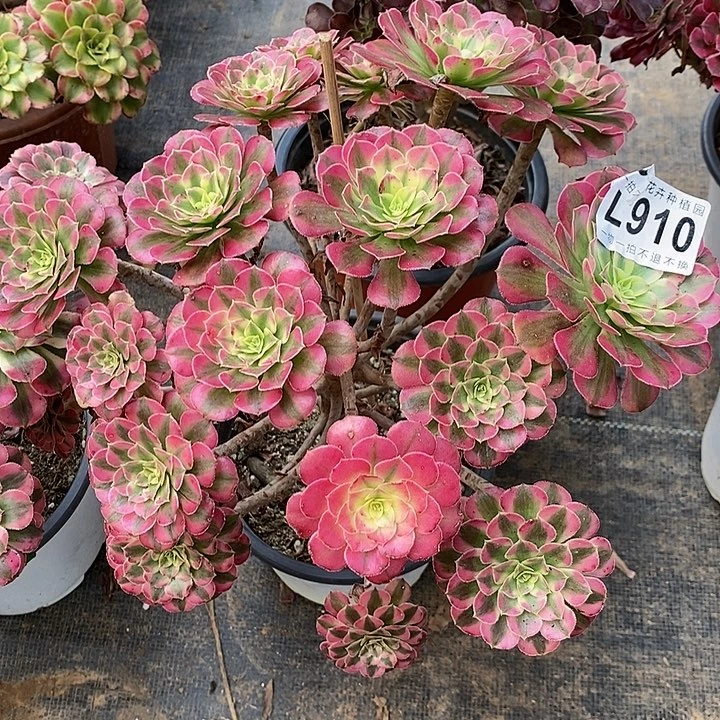 910丛林桩祝融锦