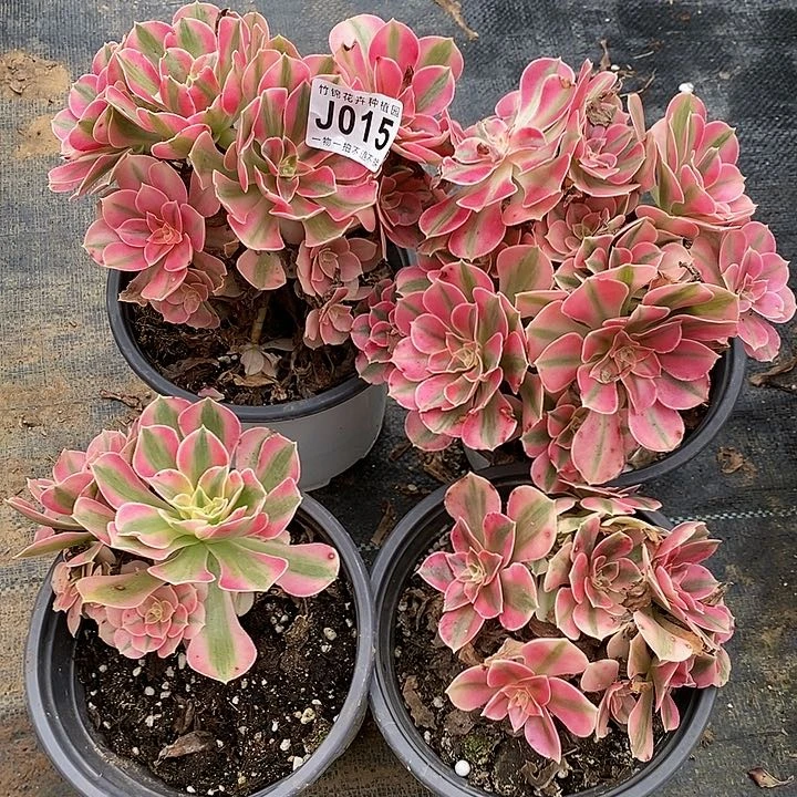 015四小棵粉女巫