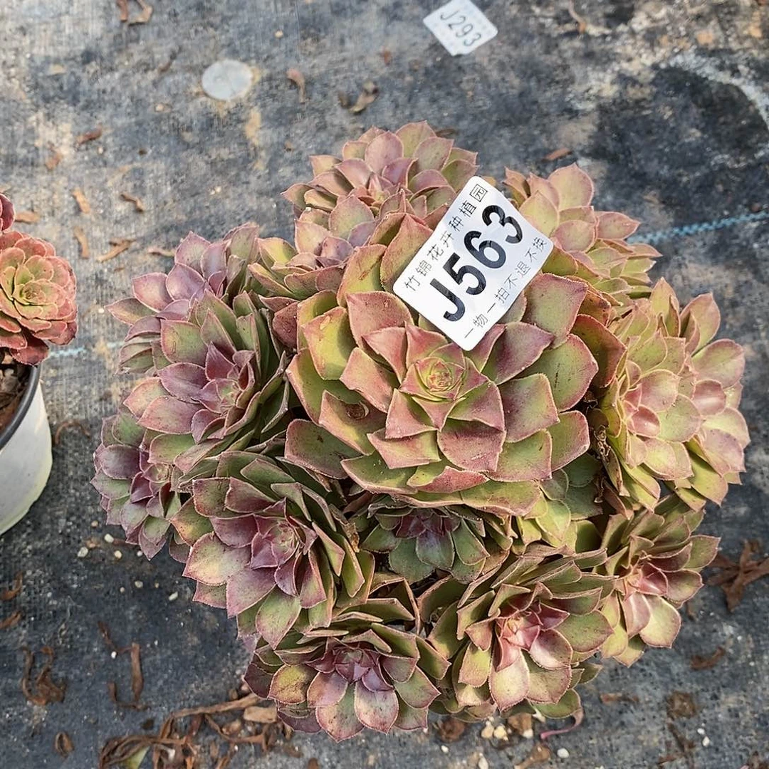 563桃花石一棵主