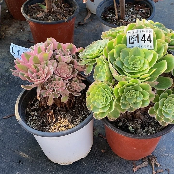 144奶白粉女巫小棵