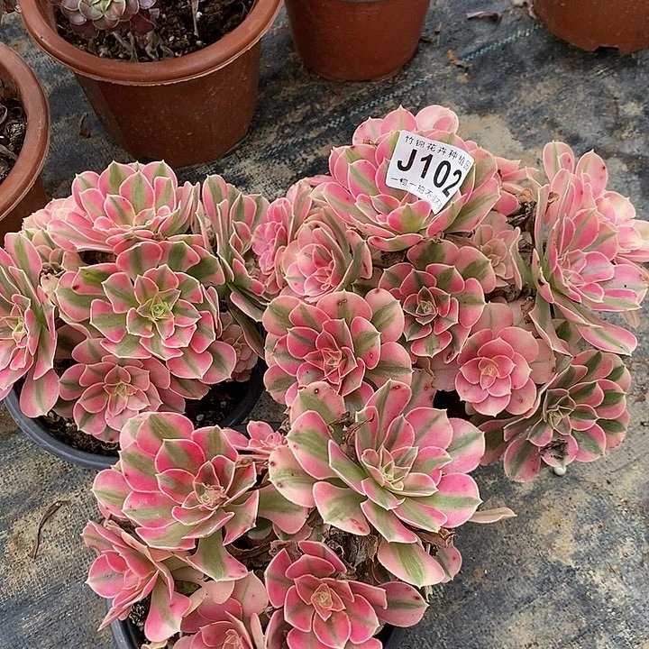 102三小棵粉女巫