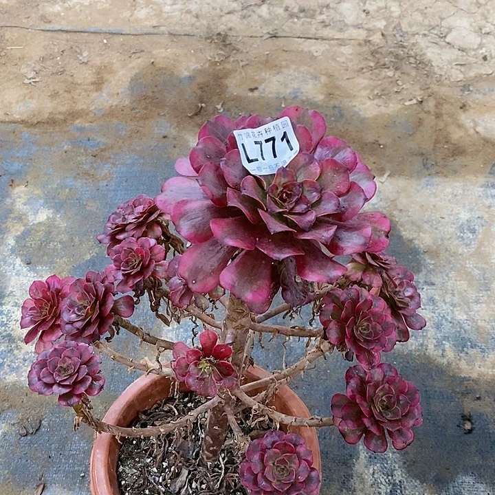 771一棵美姬高桩的