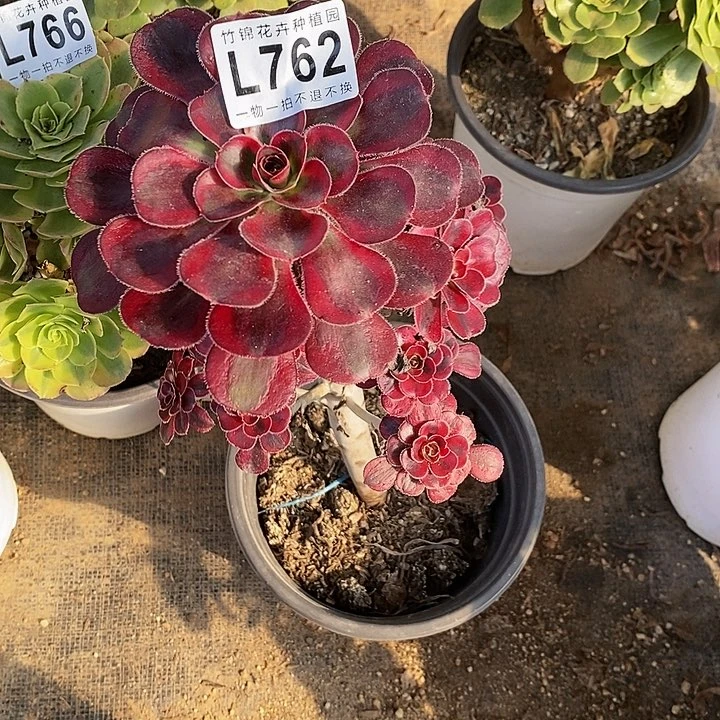 762主头小香耐儿