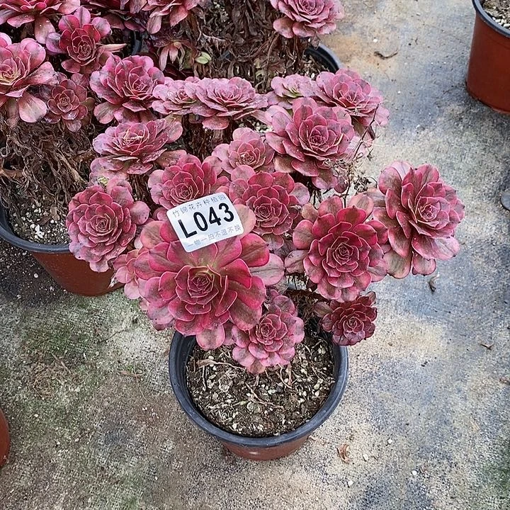 043美即丛林福利