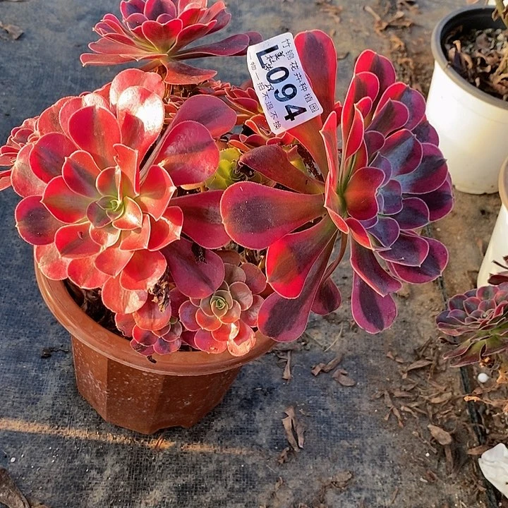 094美杜莎一棵主头