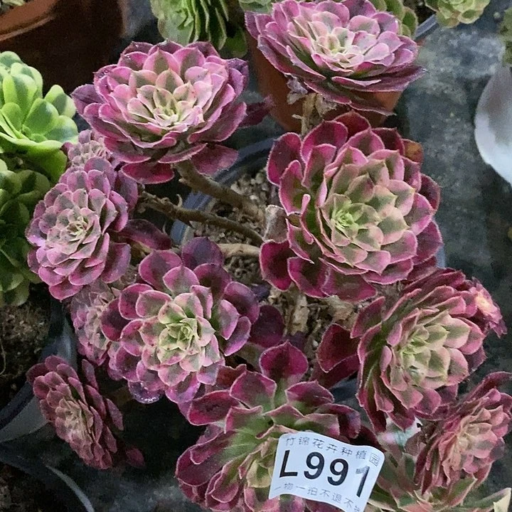991一棵红彤超白锦