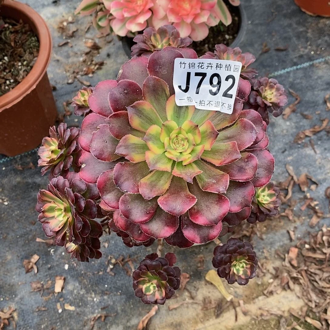 792小棵舞天姬一