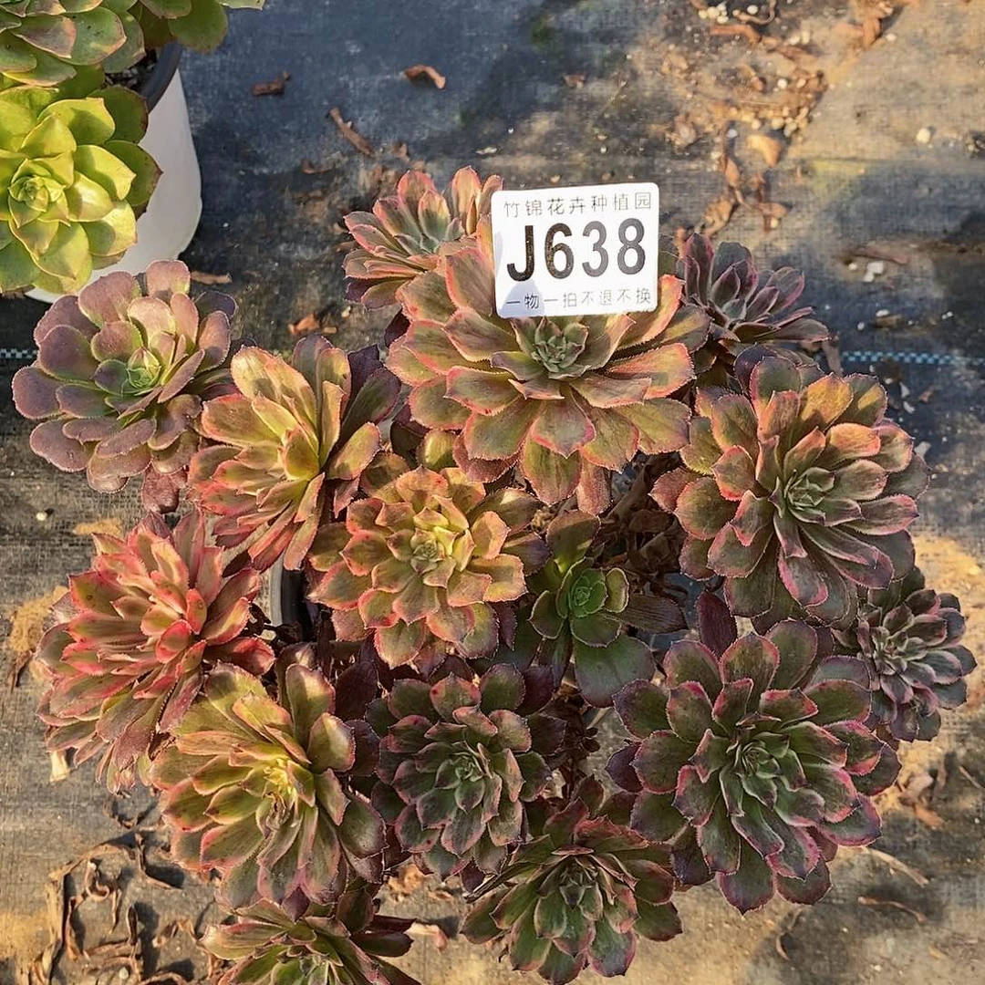 638丛林桩小紫霞