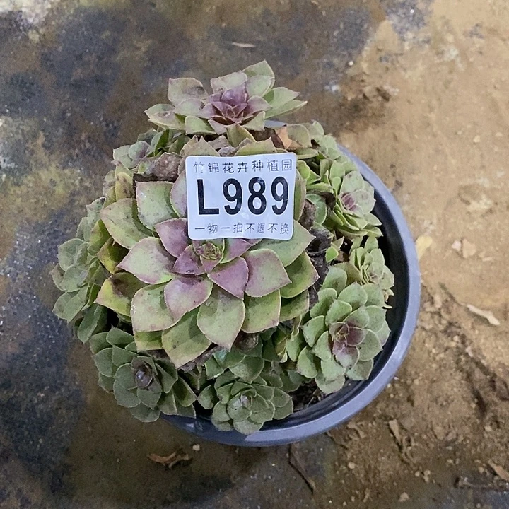 989一棵红魔主头的