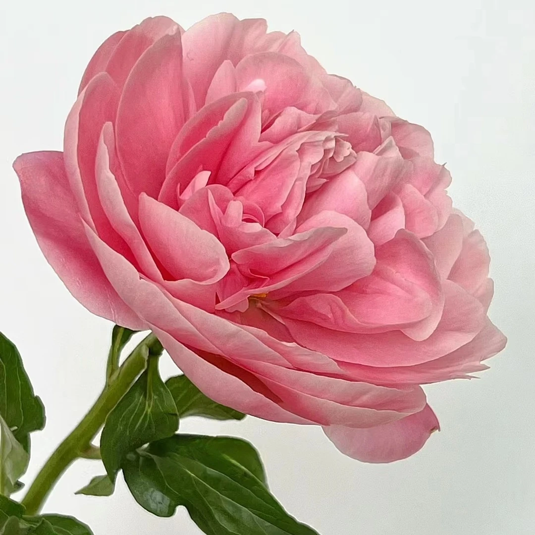 芍药 鲑鱼梦 半重瓣花型