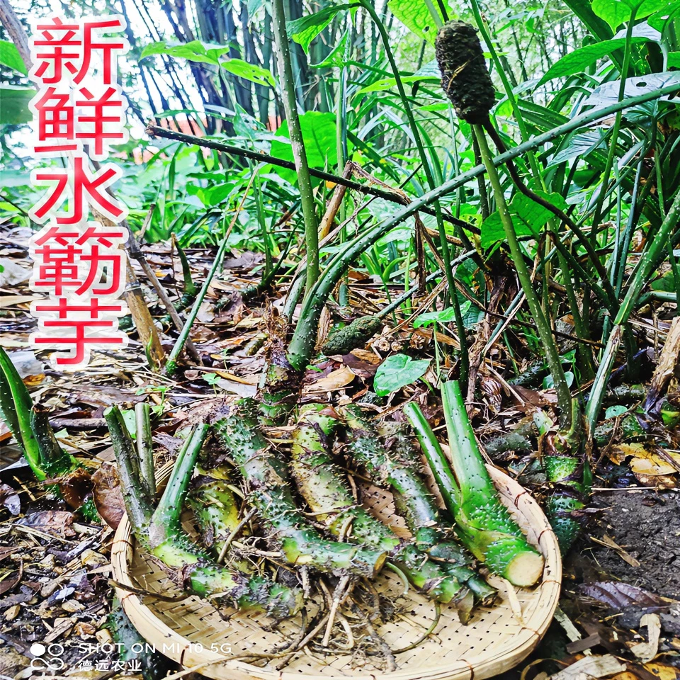 原生态水簕芋天河芋南野茨 茨菇青皮竹节芋纯天然野生新鲜1斤包邮