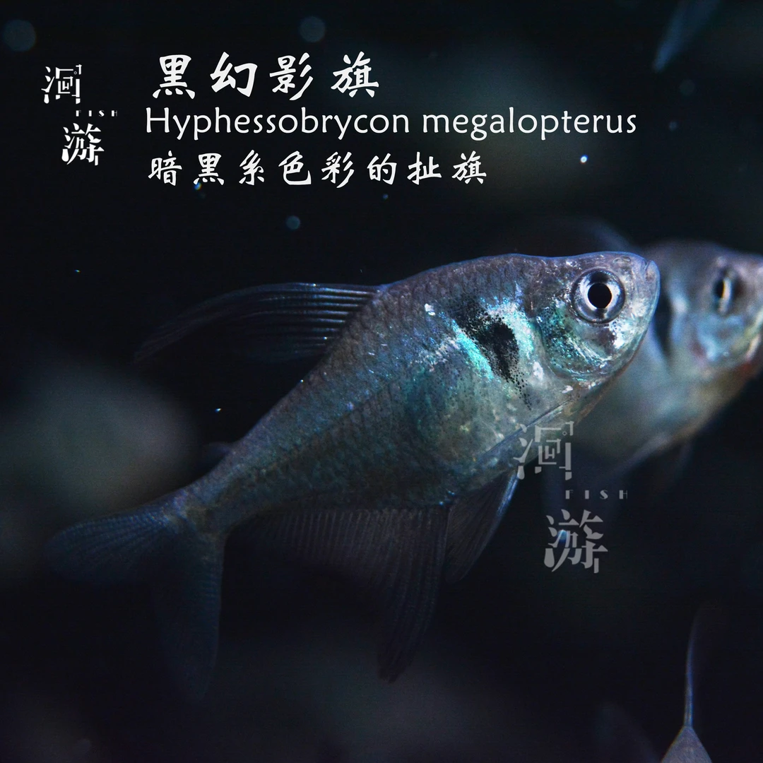 【洄游】黑幻影旗 灯鱼南美热带观赏鱼小鱼混养/定水检疫/满200包邮