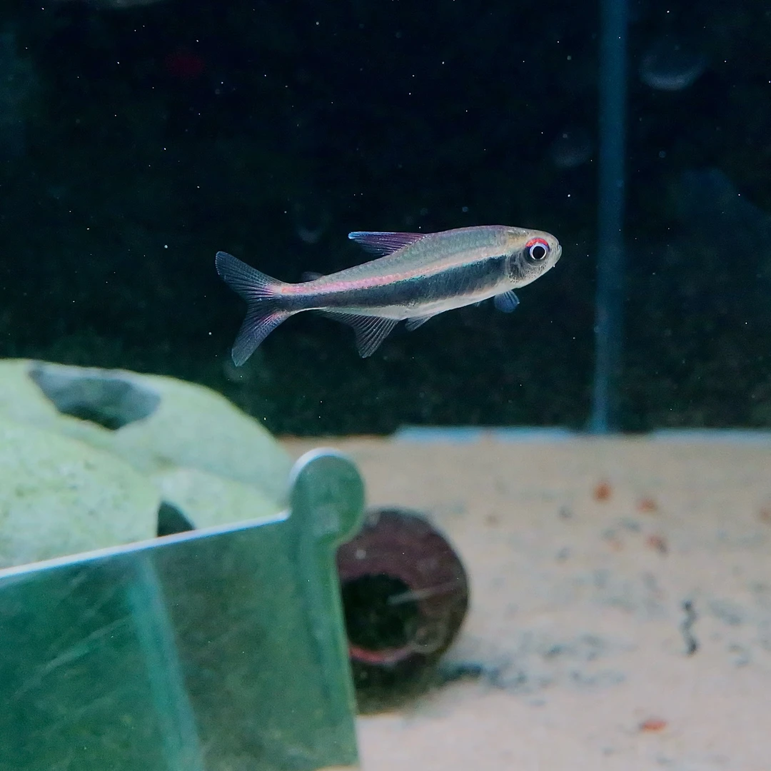 【洄游】梅塔黑霓虹 南美热带观赏鱼