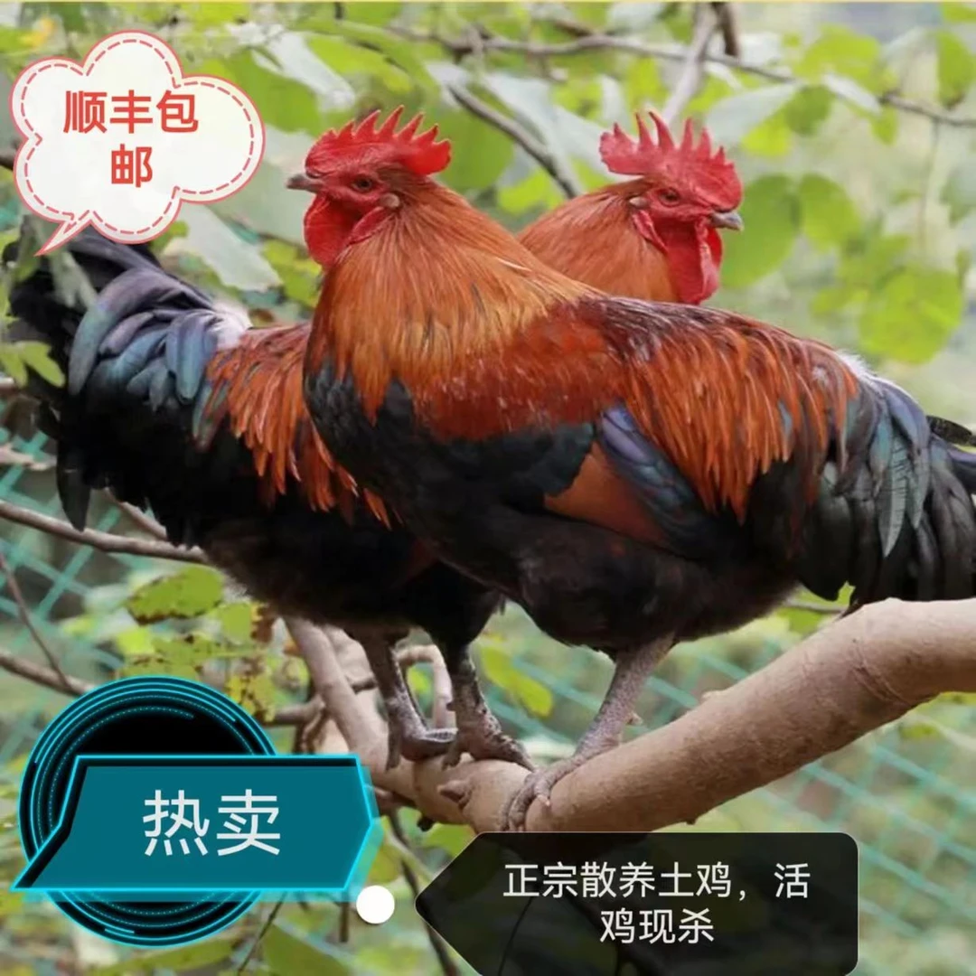 散养土鸡 农村正宗粮食喂养活鸡现杀 真空包装新鲜营养老少皆宜