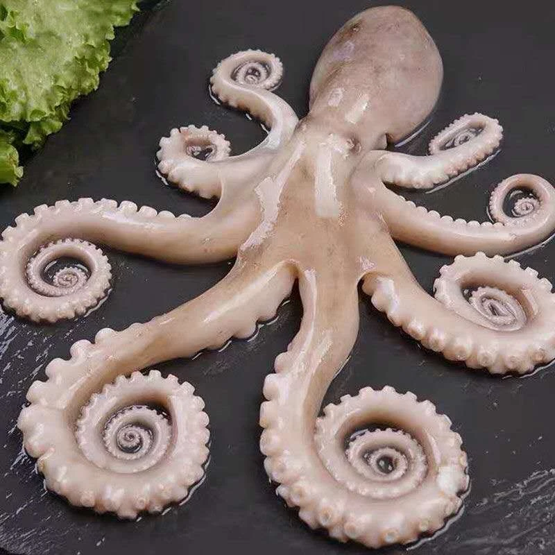 连云港发货 新鲜香辣海捕鲜活速冻八爪鱼2斤/4斤规格