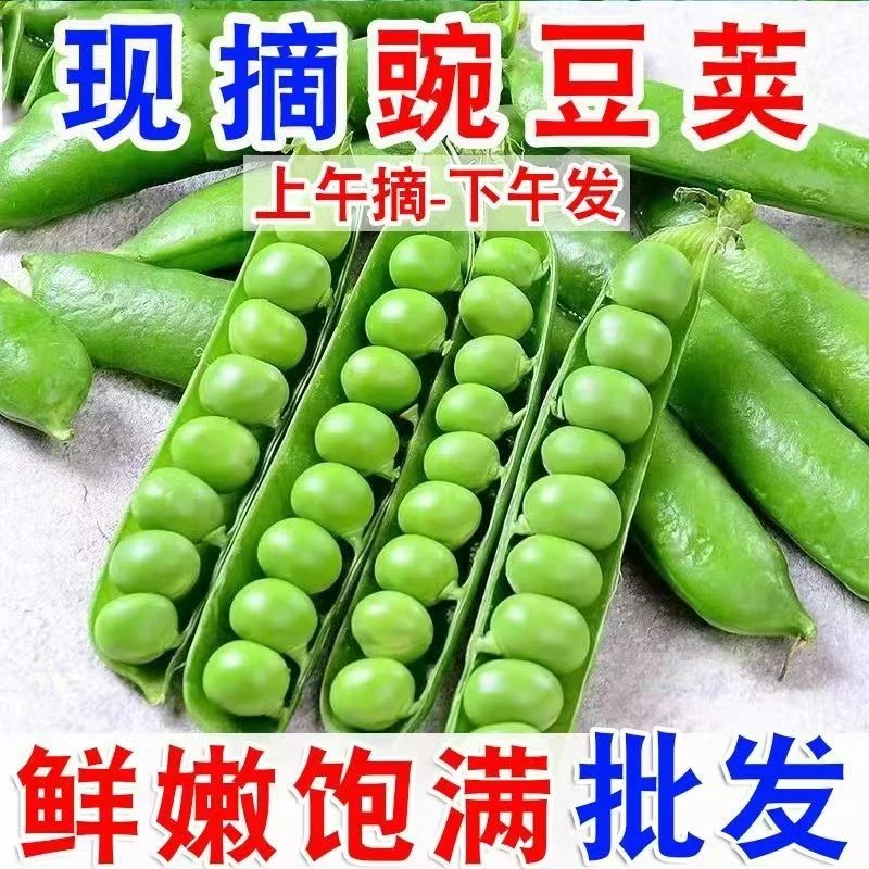 云南新鲜青碗豆农家青豆荚甜脆生碗豆水果碗豆带壳现摘现发青豆子