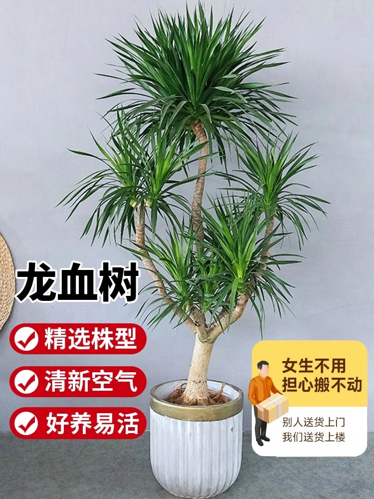 龙血树客厅绿植 盆栽 室内大型老桩办公室吸甲醛净化空气网红绿植