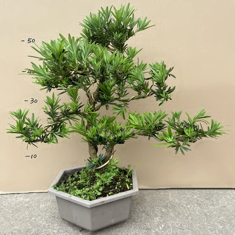 雀舌造型罗汉松盆景老桩盆栽植物四季常青绿植室外阳台庭院迎客松