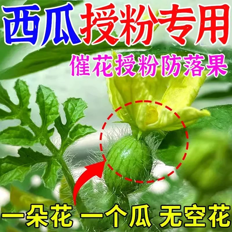 西瓜坐果灵座果王保花保果增产增收西瓜专用授粉免对花防畸形