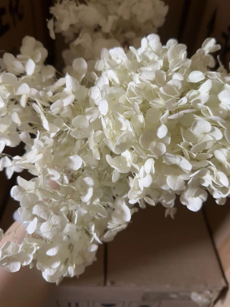 各色安娜绣球永生花20g（公斤链接）