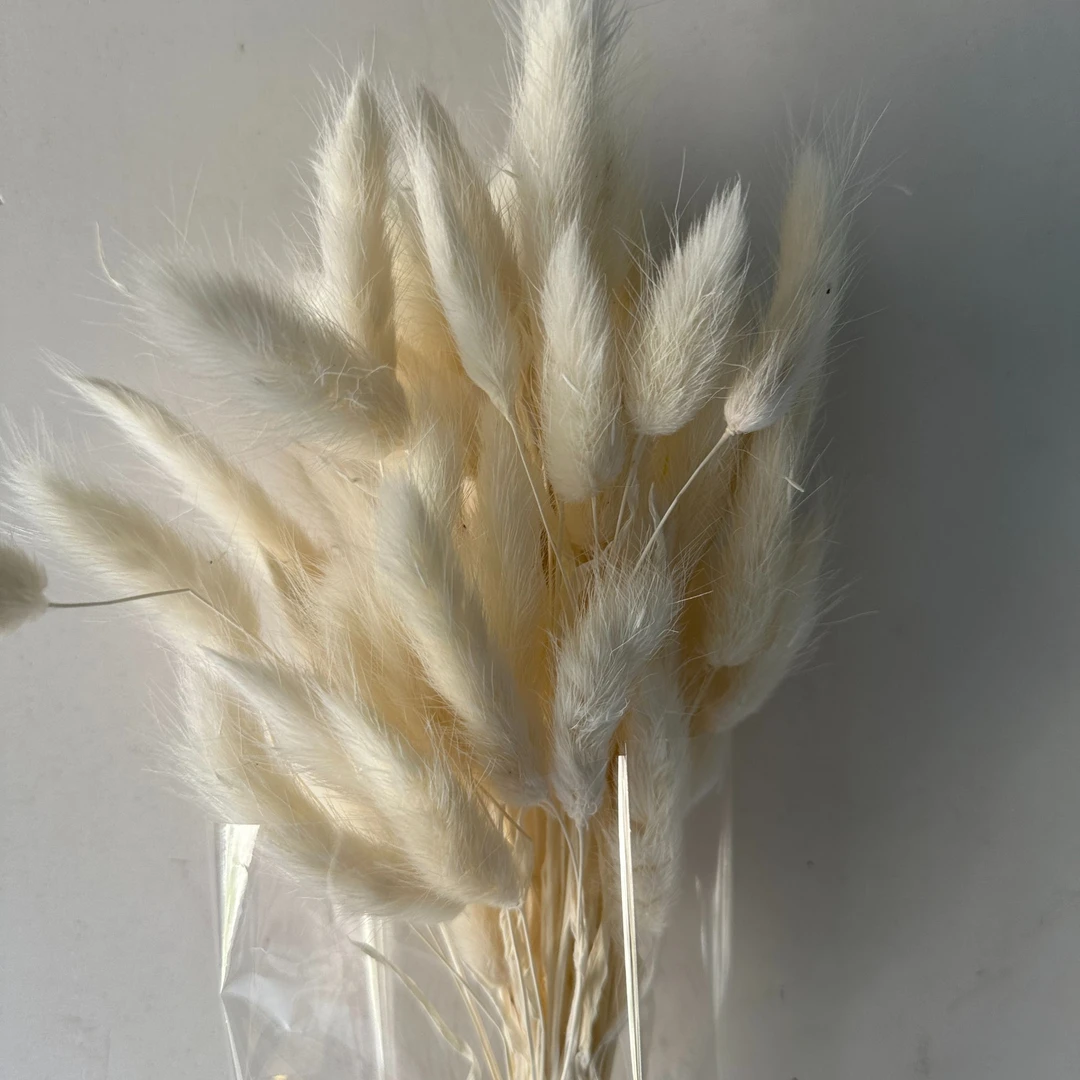 多色永生兔尾草30支