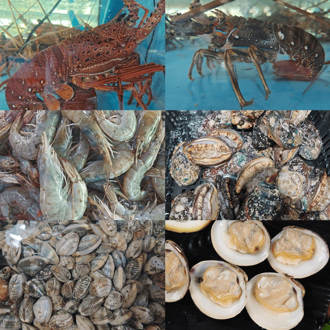 过节福利套餐 各种海鲜