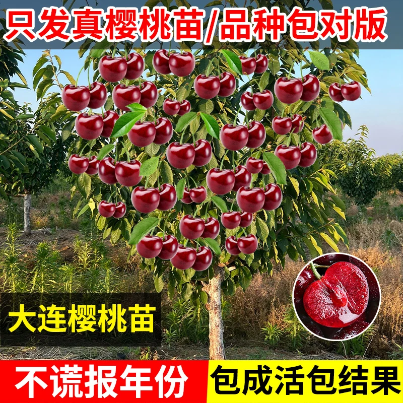 予食供锦车厘子大樱桃苗大连樱桃苗树黄蜜车厘子樱桃苗可盆栽庭院