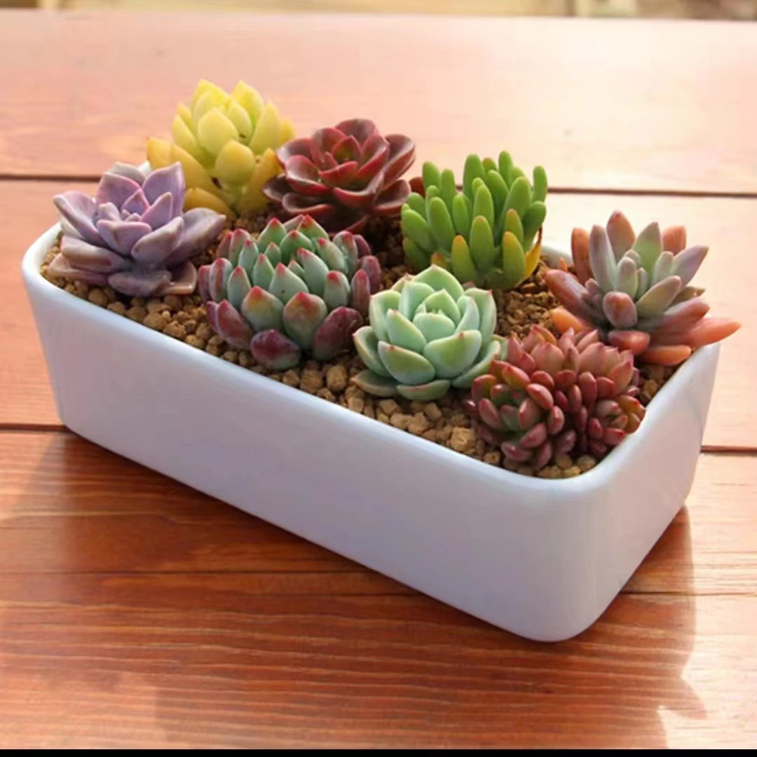 多肉植物盆栽组合多肉老桩玉露吉娃娃桃蛋花卉盆栽植物室内批发