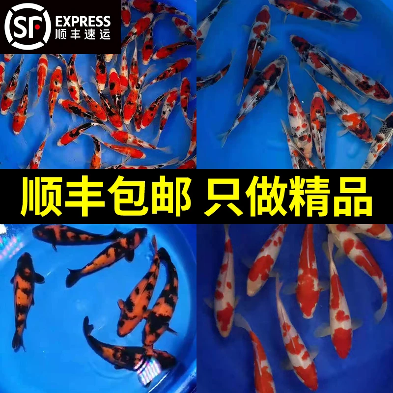 锦鲤锦鲤观赏鱼 活鱼，直播专用链接