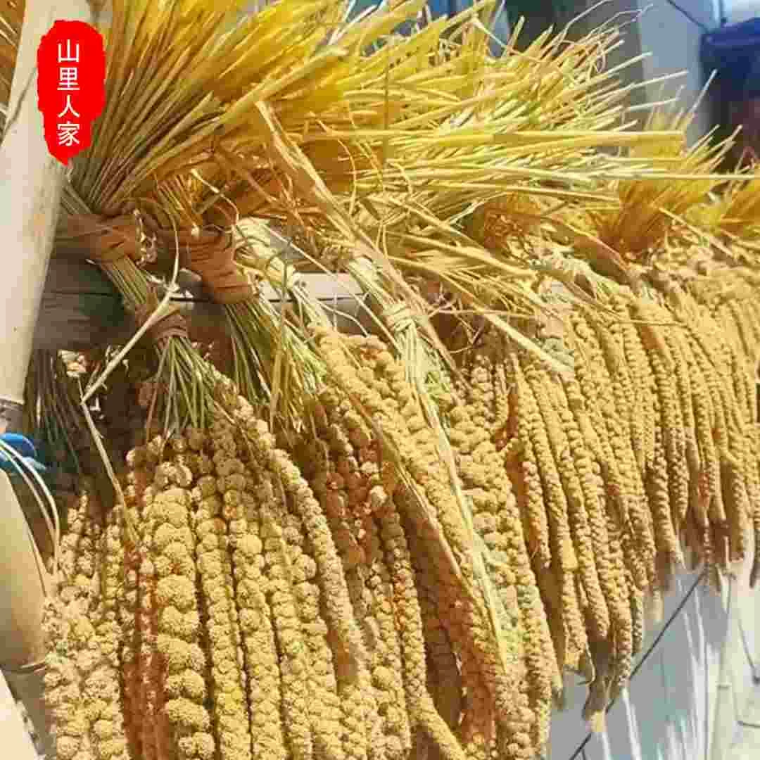 高山优质农家糯小米