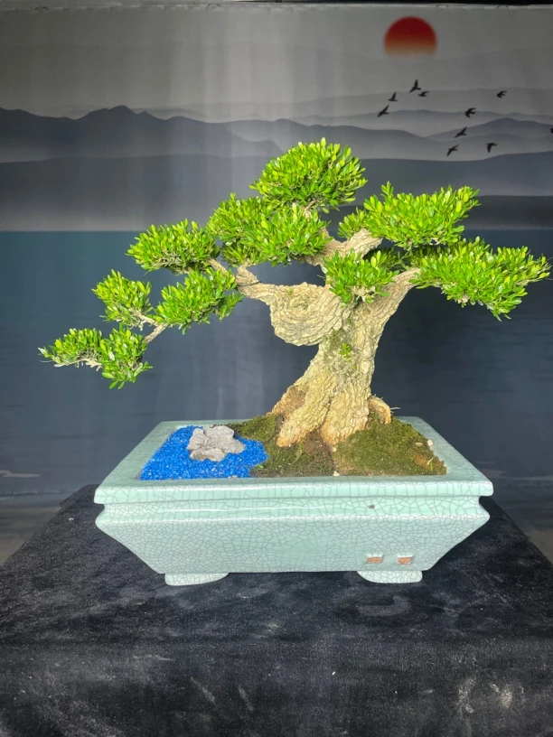 高端园艺黄杨水杨梅迎客松盆景皱皮雀舌四季常青易养绿植直播链接