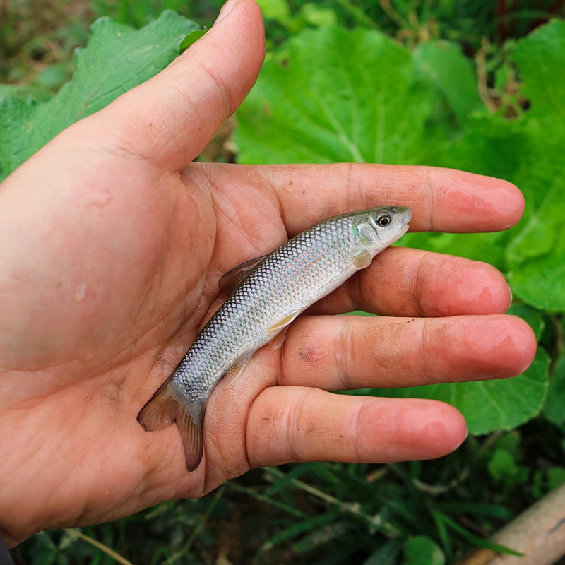 青龙棒鱼桂华鲮鱼淡水养殖食用鱼肉质脆弹