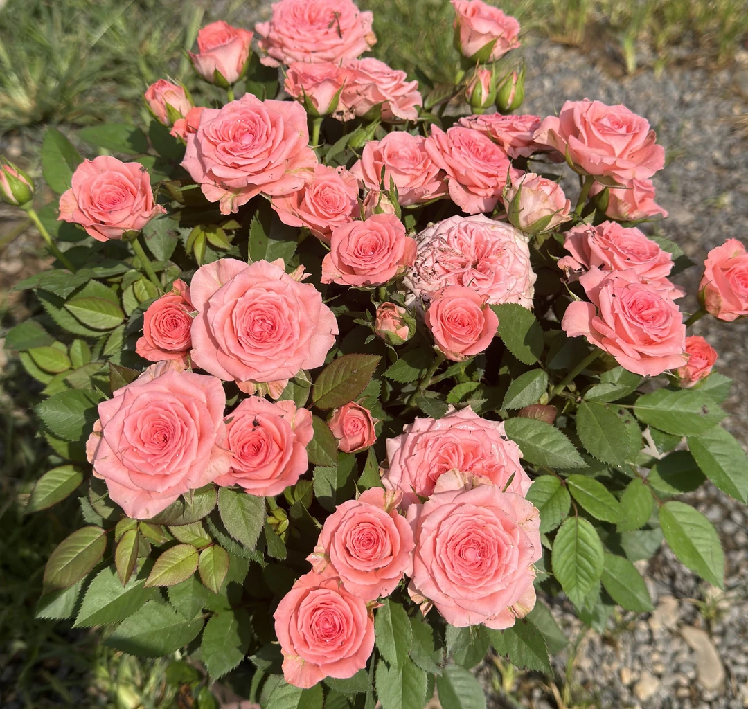 【仙度】粉色月季 一盆多颗 四季开花盆栽花卉 新手易养护 阳台庭院